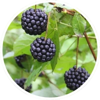 Eleutherococcus Senticosus Root